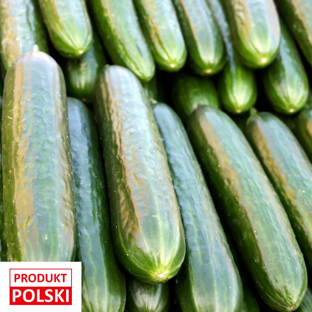 Ogorek szklarniowy - worek. 9,90 zl/kg