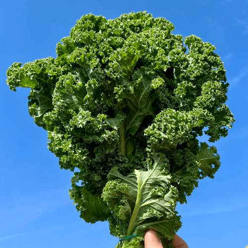 Jarmuz. 9,90 zl/peczek