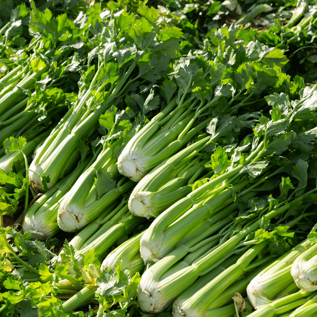 Seler naciowy. 8,90 zl/szt.